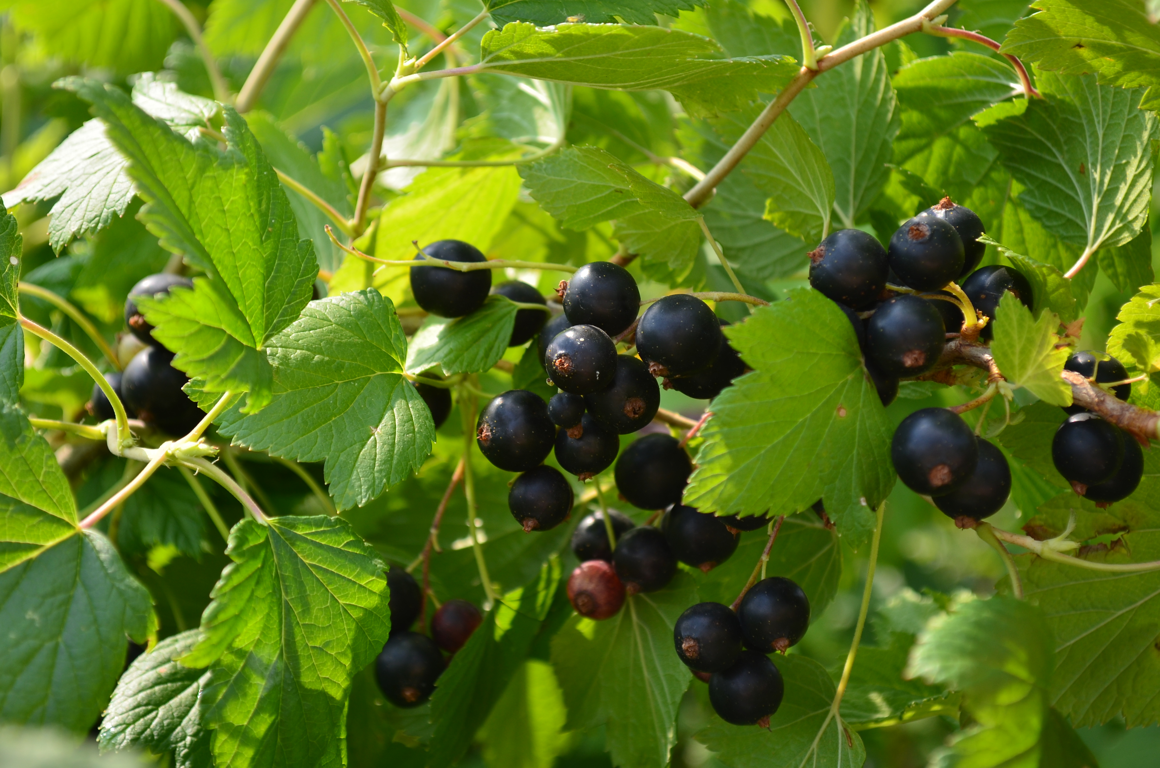 Смородина черная Пигмей